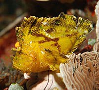 Yellow Leaf scorpionfish - Taenianotus triacanthus - by Topper Jeroen