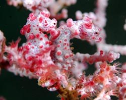 Pygmy seahorse - Hippocampus bargibanti - by Ken Kurtis