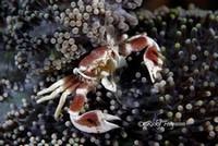 Porcelain crab - Neopetrolisthes - by Ricky Ferguson
