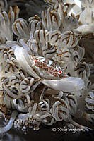 Swimmer crab - Caphyra- by Ricky Ferguson Swimmer crab - Caphyra - by Ricky Ferguson