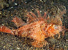 Ambon scorpionfish - Pteroidichthys amboinensus - by Jim Lyle