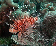 Ragged-finned firefish - Pterois atennata - by Ricky Ferguson