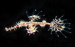 Juvenile Ornate ghost-pipefish - Solenostomus paradoxus - by Jim Lyle