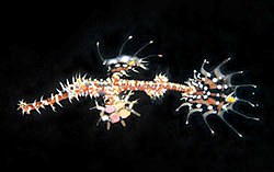 Juvenile Ornate ghost-pipefish - Solenostomus paradoxus - by Jim Lyle Juvenile Ornate ghost-pipefish - Solenostomus paradoxus - by Jim Lyle