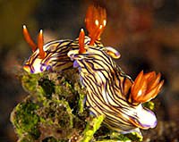 Nudibranch - Nembrotha purpureolineata - by Jim Lyle