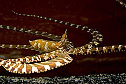 Mimic octopus - Wunderpus photogenicus - www.tonmo.com Mimic octopus - Wunderpus photogenicus - www.tonmo.com