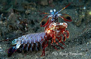 Mantis Shrimp -Ricky Ferguson- Odontodactylus scyllarus