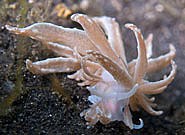 Nudibranch -Kathy Mendes- Phyllodesmium briareus
