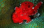 Red Frogfish-Antennarius ..