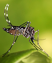 Tiger mosquito - Aedes aegypti