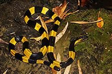 Banded Krait - Bungarus fasciatus Banded Krait - Bungarus fasciatus