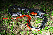 Red-headed Krait - Bungarus flaviceps Red-headed Krait - Bungarus flaviceps