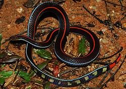 Banded Malayan Coral Snake - Calliophis intestinalis