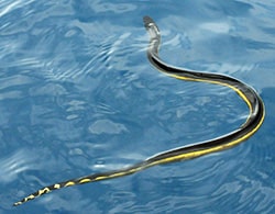 Yellow-bellied sea snake - Pelamis platura