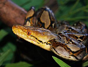 Asiatic reticulated python - Python reticulatus