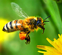 honey bee - Apis mellifera