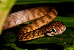 Brown tree snake - Boiga irregularis Brown tree snake - Boiga irregularis