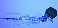 DANGEROUS: box jelly fish - Chironex fleckeri