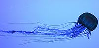 DANGEROUS: box jelly fish - Chironex fleckeri DANGEROUS: box jelly fish - Chironex fleckeri