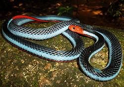 Blue Malayan Coral Snake - Calliophis bivirgatus