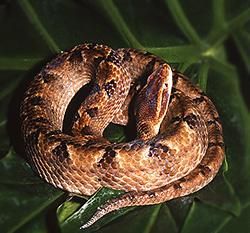 Malayan pit viper - Calloselasma rhodostoma