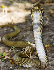 Equatorial spitting cobra - Naja sumatrana Equatorial spitting cobra - Naja sumatrana