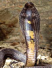 King cobra - Ophiophagus hannah King cobra - Ophiophagus hannah