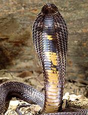 King cobra - Ophiophagus hannah