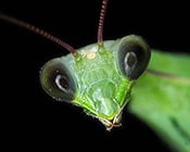 praying mantis - Mantis religiosa