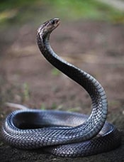 Javan spitting cobra - Naja sputanix