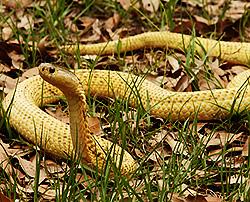 Equatorial spitting cobra - Naja sumatrana