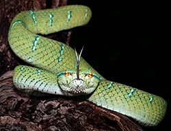 Temple pit viper - Tropidolaemus subannulatus