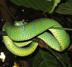 Wagler's pit viper - Trimeresurus wagleri